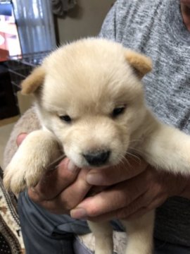 北海道犬【北海道・男の子・2020年5月4日・灰色】の写真「珍しい灰色の北海道犬です🐕」