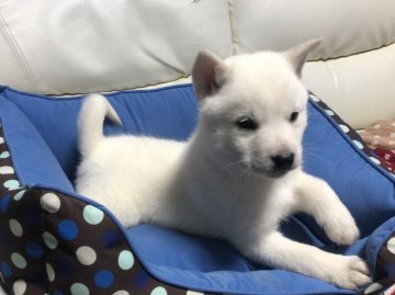 北海道犬【北海道・男の子・2020年11月22日・白】の写真「真っ白な北海道犬！可愛いですよ！」