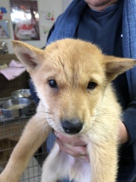 北海道犬【北海道・女の子・2019年12月6日・赤】の写真「可愛い赤色の北海道犬です🐕」