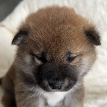 柴犬(標準サイズ)【北海道・男の子・2023年12月10日・赤】の写真「よちよち歩きの可愛い男の子」