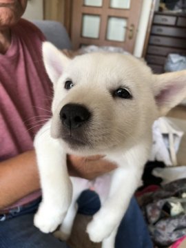 北海道犬【北海道・男の子・2019年7月20日・白】の写真「真っ白な北海道犬です。」