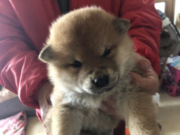 柴犬(標準サイズ)【北海道・女の子・2019年2月21日・赤毛】の写真「母親父親とも豆柴サイズですが血統書は柴」