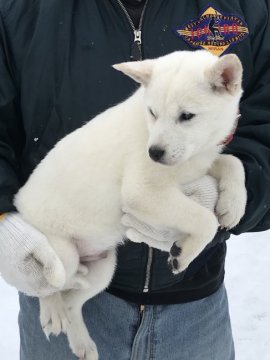 北海道犬【北海道・男の子・2017年11月18日・白】の写真「真っ白な北海道犬です☆」