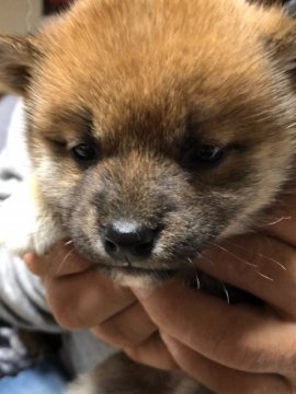 柴犬(標準サイズ)【北海道・男の子・2021年1月7日・赤毛】の写真「母親大人しく小さい、父親は優良犬」