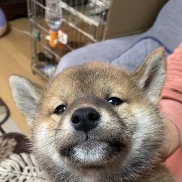 柴犬(標準サイズ)【北海道・男の子・2022年10月18日・赤色】の写真「クルクルの瞳の男の子」