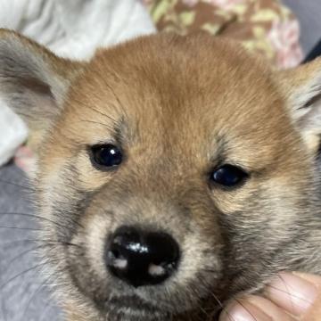 柴犬(標準サイズ)【北海道・女の子・2022年10月11日・赤色】の写真「とっても可愛い女の子😍」