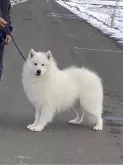 サモエド【北海道・男の子・2024年2月1日・ホワイト】の写真5「子犬のお父さんになります」