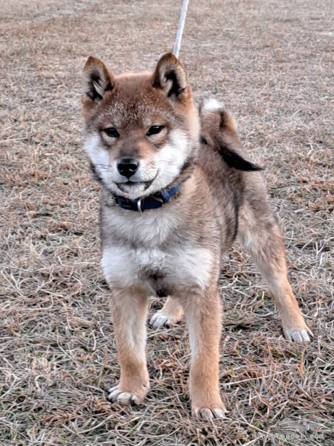 石岡　政信(いしおか　まさのぶ)ブリーダー(広島県・柴犬など・JKC/日本犬保存会/日本豆柴犬協会登録)の紹介写真9