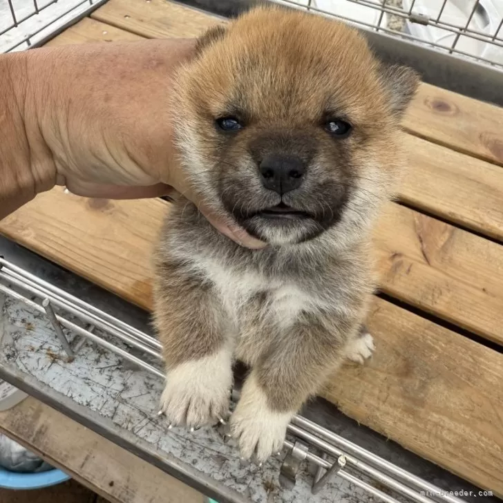 柴犬(標準サイズ)【広島県・女の子・2024年10月12日・赤】の写真1