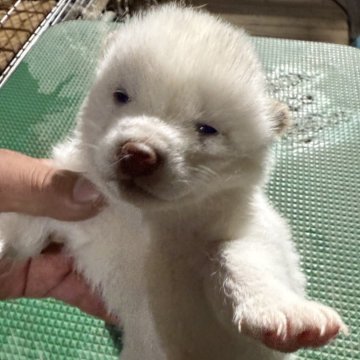 柴犬(標準サイズ)【広島県・男の子・2024年11月24日・白】の写真「可愛い白柴」