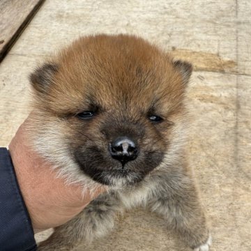 柴犬(標準サイズ)【広島県・女の子・2024年11月19日・赤】の写真「可愛い赤柴」