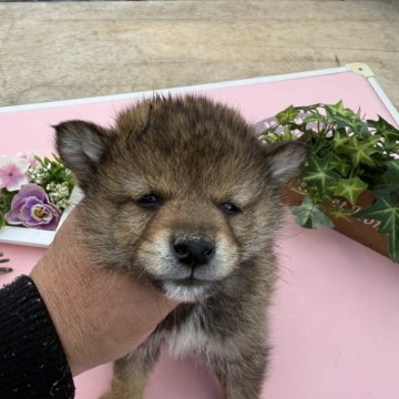 柴犬(標準サイズ)【広島県・男の子・2024年11月24日・胡麻】の写真「可愛い胡麻柴です」