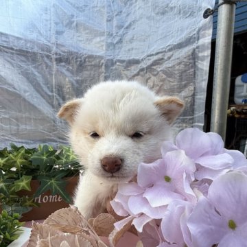 柴犬(標準サイズ)【広島県・男の子・2024年11月24日・白】の写真「可愛い白柴」