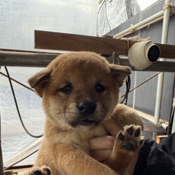 柴犬(標準サイズ)【広島県・女の子・2024年10月10日・赤】の写真「可愛いぽっちゃりな柴犬」