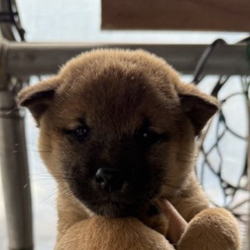 柴犬(標準サイズ)【広島県・女の子・2024年10月10日・赤】の写真「可愛い柴犬」