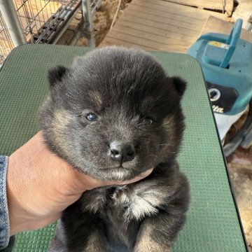 柴犬(標準サイズ)【広島県・女の子・2024年12月2日・黒】の写真「可愛い黒柴」