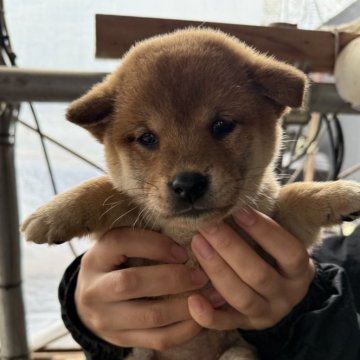 柴犬(標準サイズ)【広島県・女の子・2024年10月10日・赤】の写真「可愛い柴犬」