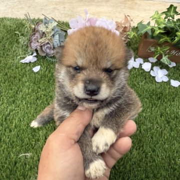 柴犬(標準サイズ)【広島県・男の子・2025年2月12日・赤】の写真「可愛い柴犬」