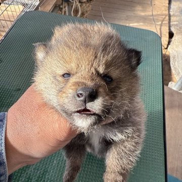 柴犬(標準サイズ)【広島県・男の子・2024年11月24日・胡麻】の写真「可愛い胡麻柴です」