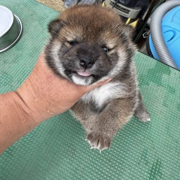 柴犬(標準サイズ)【広島県・女の子・2024年10月6日・赤】の写真「可愛い柴犬」