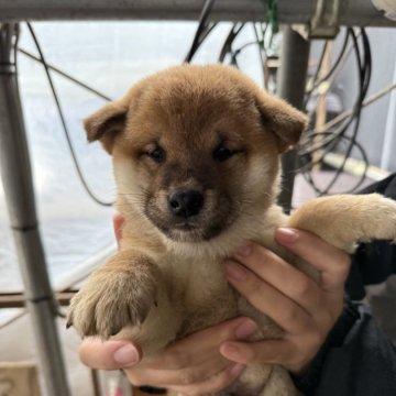 柴犬(標準サイズ)【広島県・男の子・2024年10月15日・赤】の写真「可愛いぽっちゃりな柴犬」