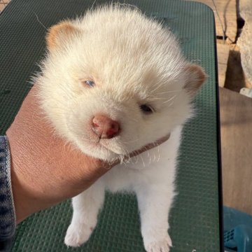 柴犬(標準サイズ)【広島県・女の子・2024年12月2日・白】の写真「可愛い白柴🩷」