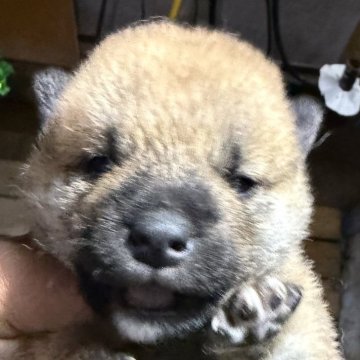 柴犬(標準サイズ)【広島県・男の子・2025年4月14日・赤】の写真「可愛い柴犬」