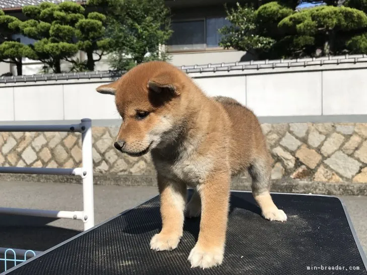 柴犬(標準サイズ)【広島県・男の子・2018年8月14日・赤】の写真1「良い毛並みで綺麗です！名前考えてあげて下さい！」