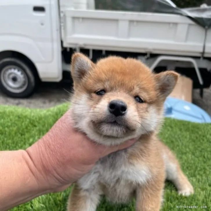 柴犬(標準サイズ)【広島県・女の子・2023年2月26日・赤】の写真1