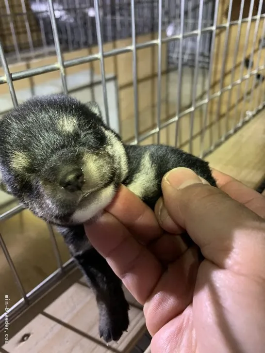 柴犬(標準サイズ)【広島県・女の子・2019年4月7日・黒】の写真1「乳を良く飲む子です、配色も良くなると予想されます」