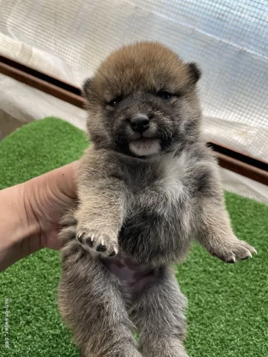 柴犬(標準サイズ)【広島県・女の子・2022年3月27日・赤】の写真1