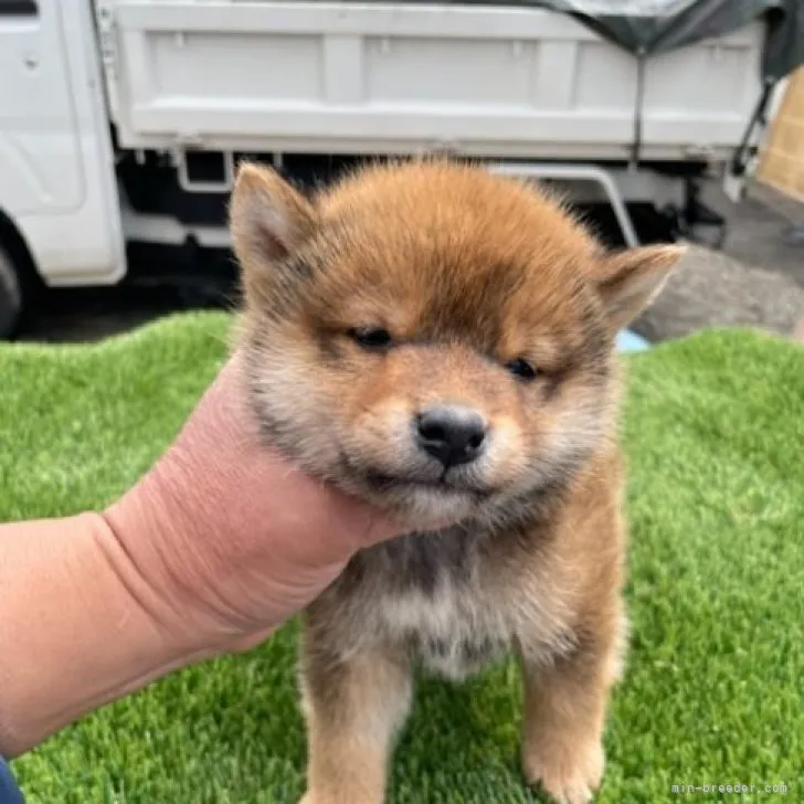 柴犬(標準サイズ)【広島県・男の子・2023年2月26日・赤】の写真1