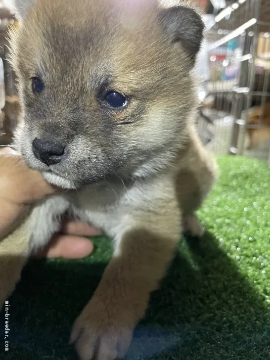 柴犬(標準サイズ)【広島県・女の子・2021年1月31日・赤】の写真1「可愛いですよ」