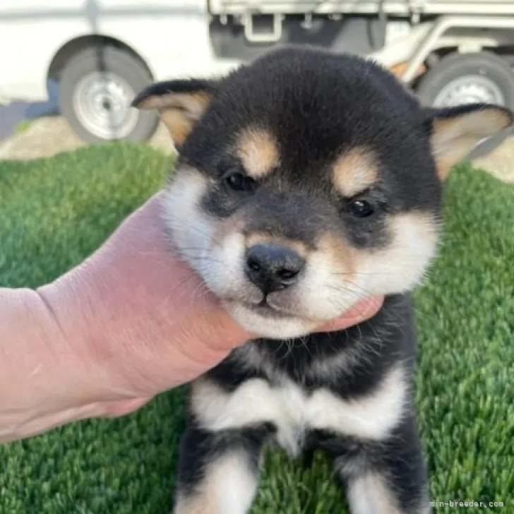 柴犬(標準サイズ)【広島県・男の子・2023年2月10日・黒】の写真1