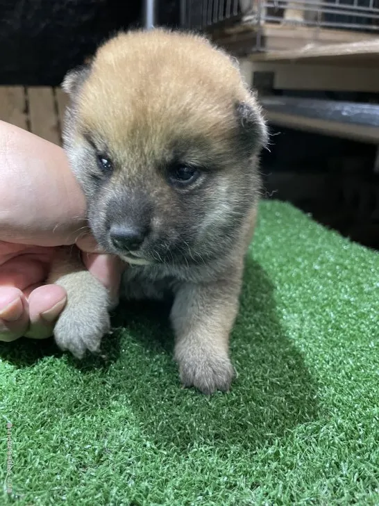 柴犬(標準サイズ)【広島県・男の子・2021年6月3日・赤】の写真1「可愛いですよ」