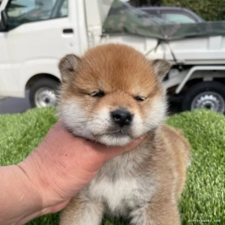 柴犬(標準サイズ)【広島県・女の子・2023年1月30日・赤】の写真1