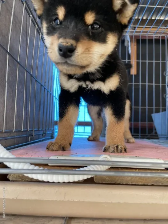 柴犬(標準サイズ)【広島県・男の子・2021年9月21日・黒】の写真1「ミニサイズになります。」