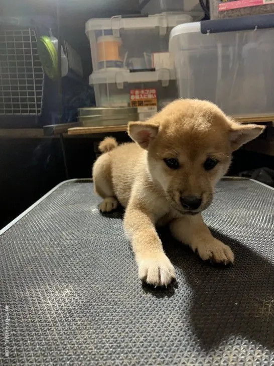 柴犬(標準サイズ)【広島県・女の子・2020年7月15日・赤】の写真1「小ぶりです」