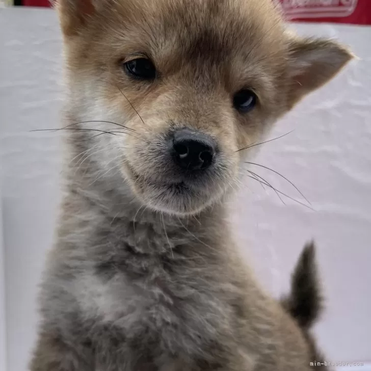 柴犬(標準サイズ)【広島県・女の子・2023年10月7日・赤】の写真1