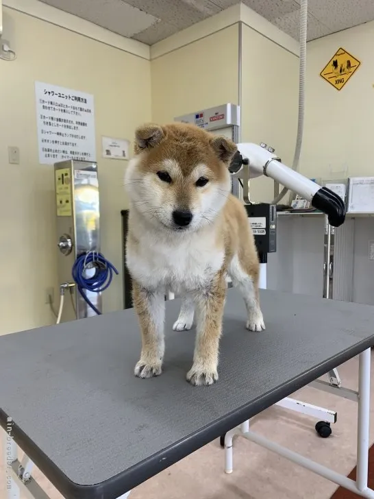 柴犬(標準サイズ)【広島県・女の子・2018年11月4日・赤】の写真1「シャンプーの後ですよ！気持ちいい！」