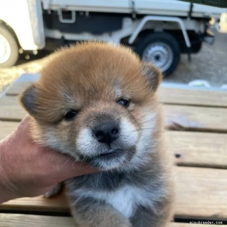 柴犬(標準サイズ)【広島県・男の子・2023年6月24日・赤】の写真1