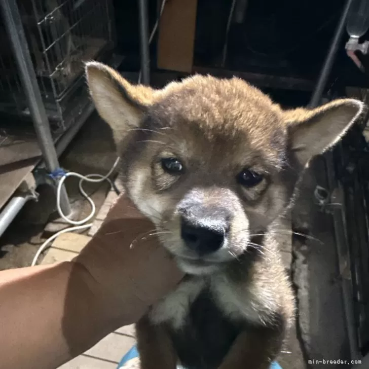 柴犬(標準サイズ)【広島県・男の子・2024年8月14日・胡麻】の写真1