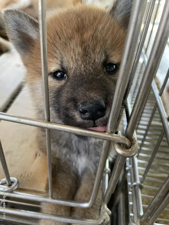 柴犬(標準サイズ)【広島県・男の子・2021年6月16日・赤】の写真1「可愛らしいですよ」