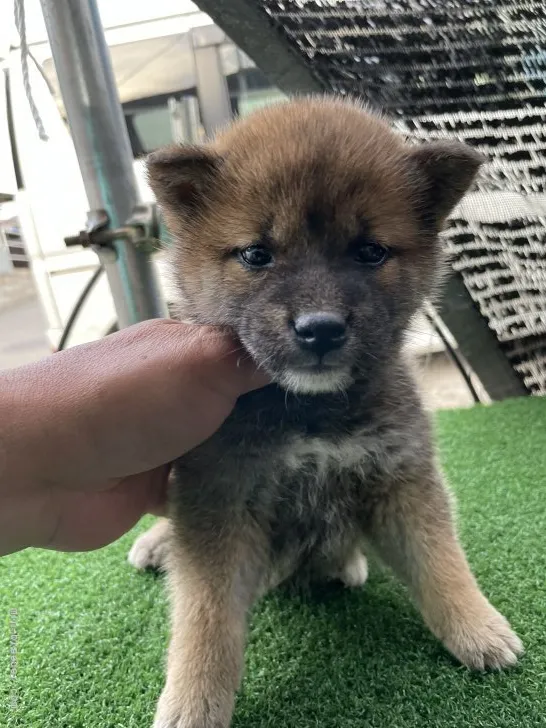 柴犬(標準サイズ)【広島県・男の子・2022年3月27日・赤】の写真1