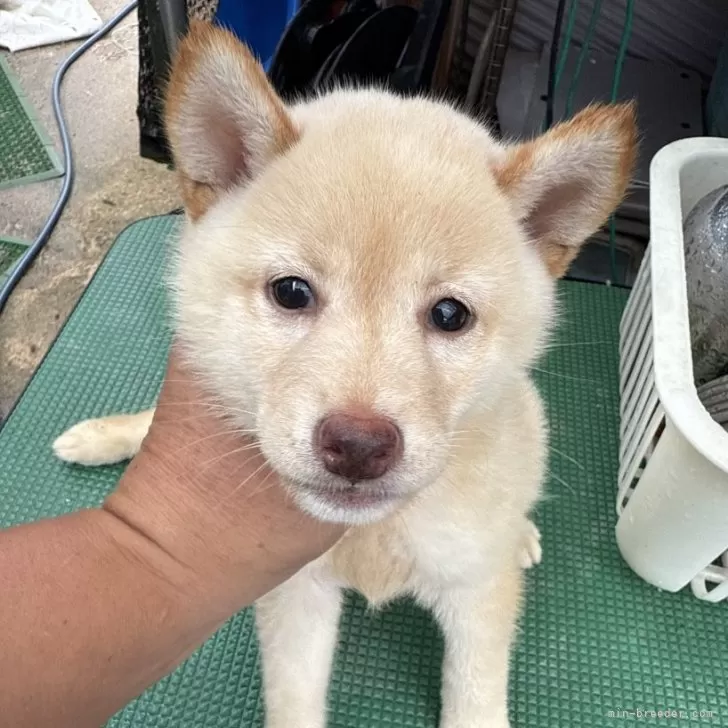 柴犬(標準サイズ)【広島県・女の子・2024年8月12日・白】の写真1