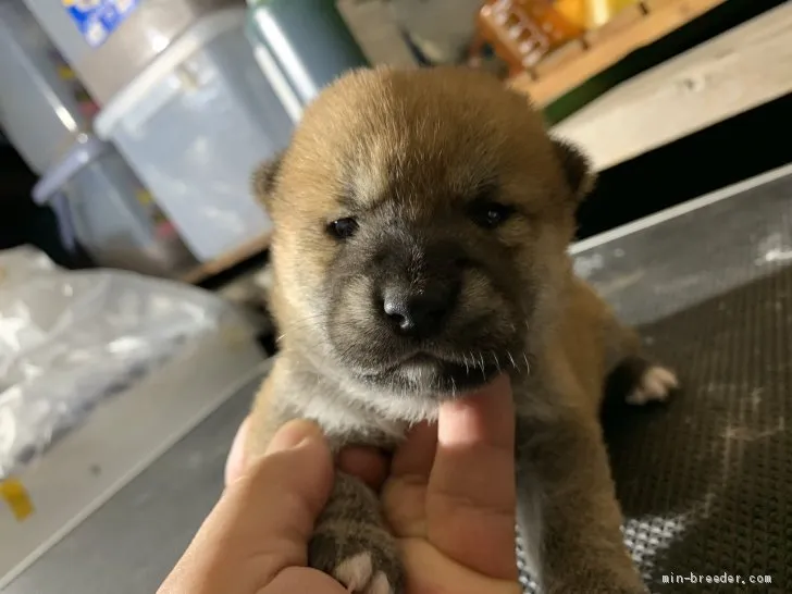 柴犬(標準サイズ)【広島県・女の子・2019年8月22日・赤】の写真1「可愛いですねぇ！どうですか」