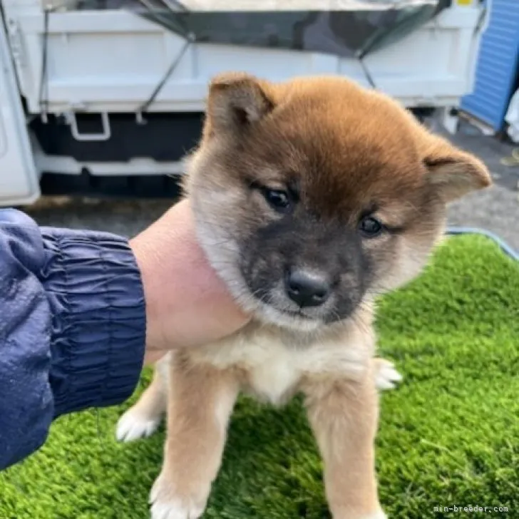 柴犬(標準サイズ)【広島県・女の子・2023年1月3日・赤】の写真1