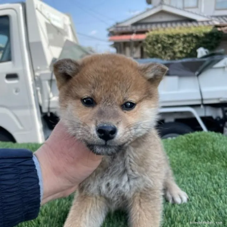 柴犬(標準サイズ)【広島県・男の子・2022年12月23日・赤】の写真1