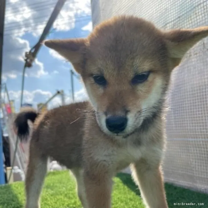 柴犬(標準サイズ)【広島県・男の子・2022年8月12日・赤】の写真1