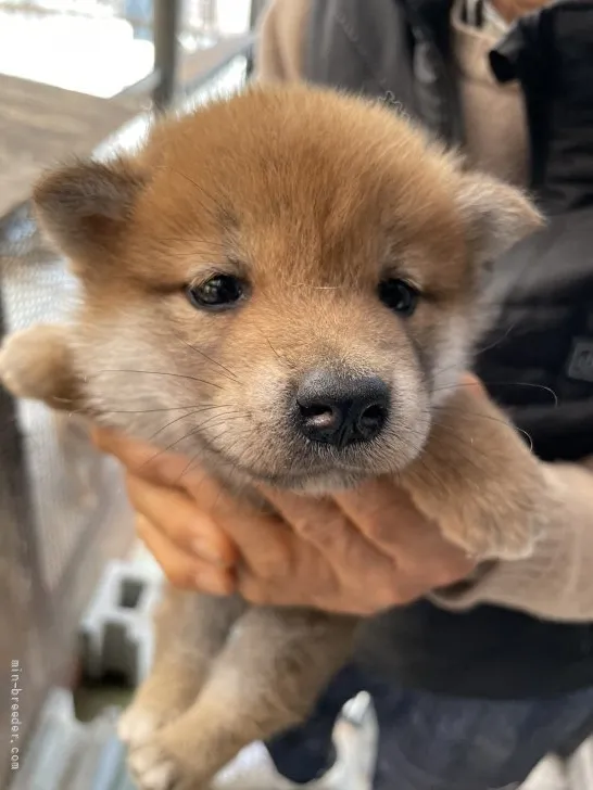 柴犬(標準サイズ)【広島県・男の子・2022年3月5日・赤】の写真1